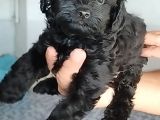 Toy poodle siyah lekesiz yavrularımız