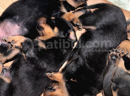 Koca Kafa Rotweiller Yavruları görsel