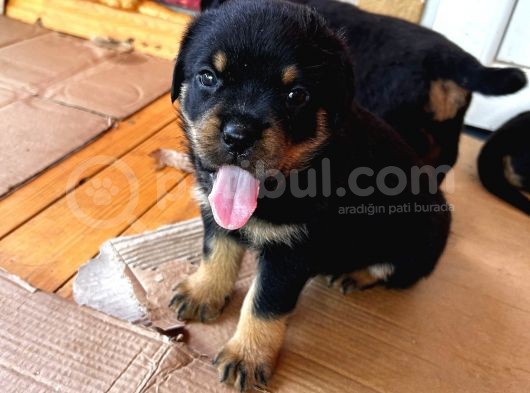 Koca Kafa Rotweiller Yavruları görsel