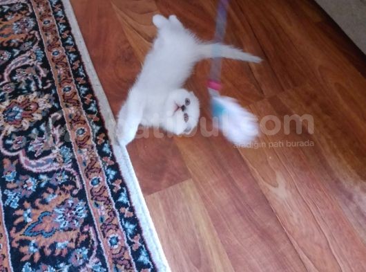 Scottish Fold Oğlumuz