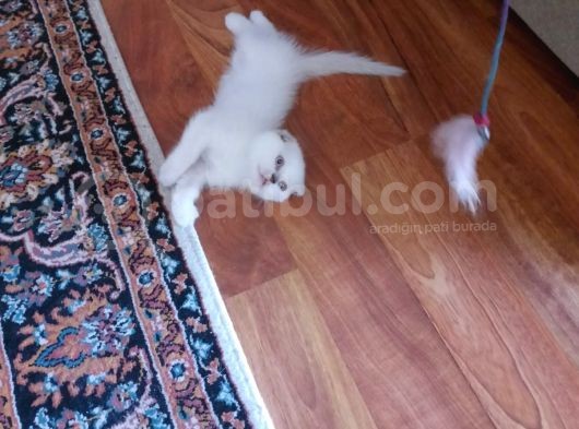 Scottish Fold Oğlumuz görsel