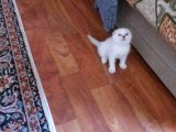 Scottish Fold Oğlumuz