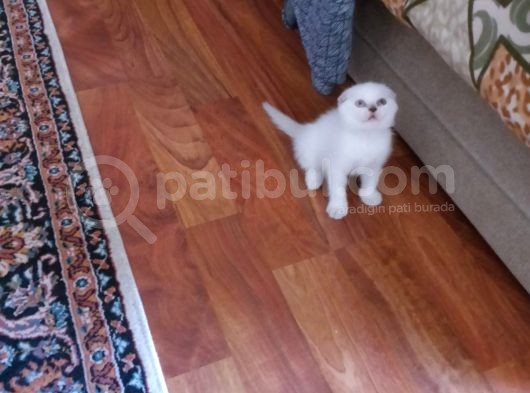 Scottish Fold Oğlumuz görsel