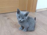 Bakımlı Güzel Shorthair 3 Aylık