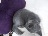 Bakımlı güzel Shorthair 3 Aylık