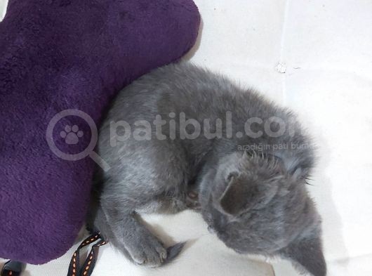 Bakımlı Güzel Shorthair 3 Aylık