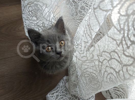 Bakımlı Güzel Shorthair 3 Aylık görsel