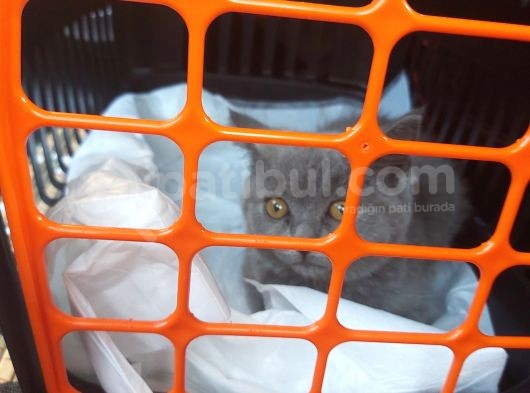 Bakımlı Güzel Shorthair 3 Aylık görsel