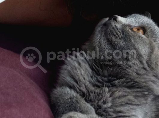 Bakımlı Güzel Shorthair 3 Aylık görsel