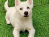 kAR BEYAZ HUSKY YAVRULARI