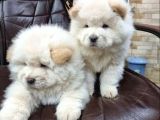 ÖZEL KALİTE CHOW CHOW YAVRULARI