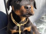 KUZEYPUPPİES  KALİTESİNDEN DOBERMAN YAVRULARI