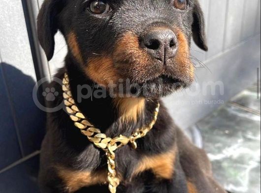 Kuzeypuppi̇es  Kali̇tesi̇nden Doberman Yavrulari