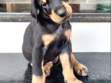 Safkan Üreti̇mden Ki̇ng Doberman Yavrulari