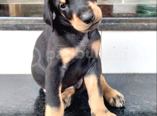 Safkan Üreti̇mden Ki̇ng Doberman Yavrulari görsel
