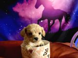 A KALİTE TEACUP MALTIPO