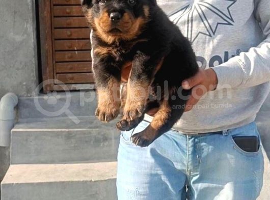 Koca Kafa Rottwei̇ler Yavrulari görsel