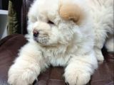 Özel Kali̇te Chow Chow Yavrulari