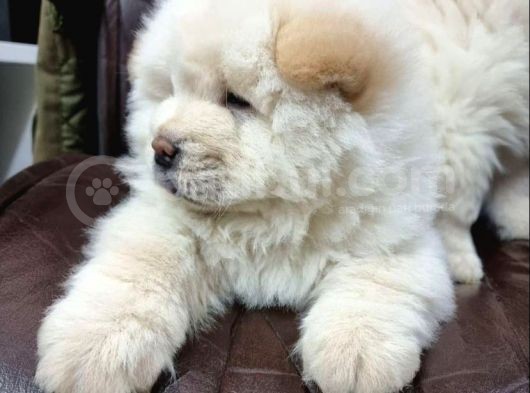 Özel Kali̇te Chow Chow Yavrulari görsel