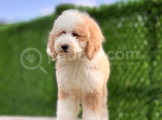 Giant Dev Çift Renk Particolor Poodle Yavrular görsel
