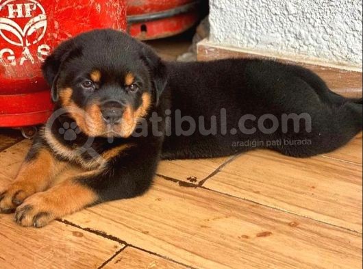 Safkan A Kali̇te Rotwei̇ler Yavrulari