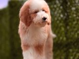 Giant Dev Çift renk Particolor Poodle Yavrular