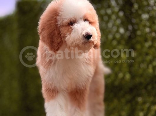 Giant Dev Çift Renk Particolor Poodle Yavrular