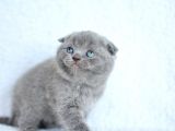 Topaç gibi Yusyuvarlak Gri Scottish fold