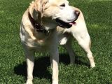 İZMİR BUCADA KAYIP KÖPEK