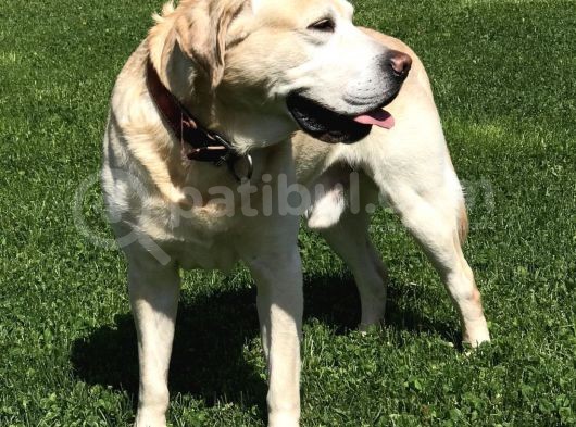 İzmi̇r Bucada Kayip Köpek