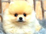 Teddy Bear  Boo Bebeklerimiz