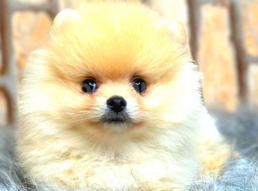 Teddy Bear  Boo Bebeklerimiz görsel