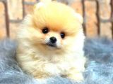 Teddy Bear  boo bebeklerimiz