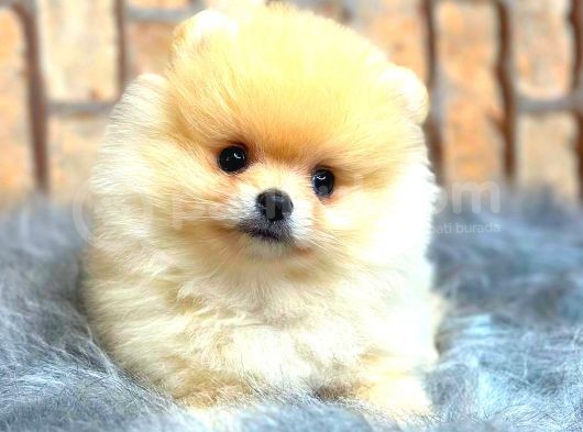 Teddy Bear  Boo Bebeklerimiz
