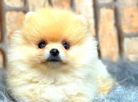 Teddy Bear  Boo Bebeklerimiz görsel