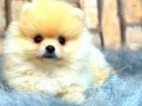 Teddy Bear  Boo Bebeklerimiz