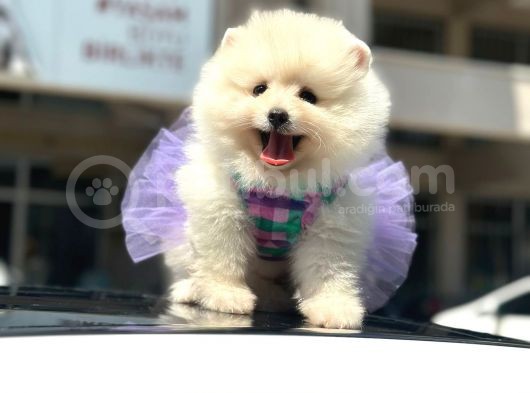 A Kalite Boo Bebeklerimiz görsel