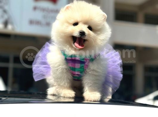 A Kalite Boo Bebeklerimiz görsel