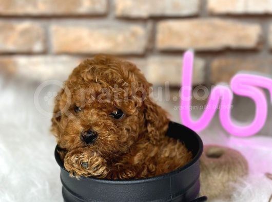 Petibör Tadında Toy Poodle Bebeklerimiz