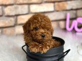 Petibör Tadında Toy Poodle Bebeklerimiz
