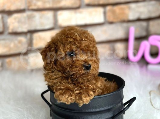 Petibör Tadında Toy Poodle Bebeklerimiz görsel