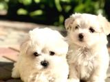 Kar Beyazı Maltese Terrier Bebekler