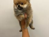 Teacup Orjinal Pomeranian Boo Bebeğim