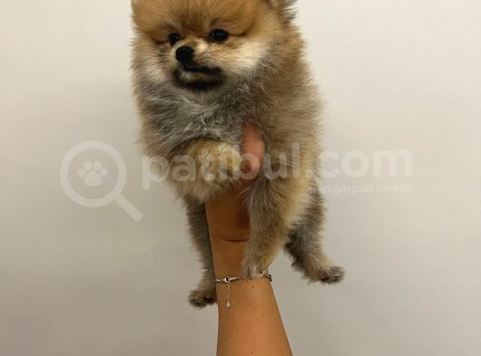 Teacup Orjinal Pomeranian Boo Bebeğim görsel