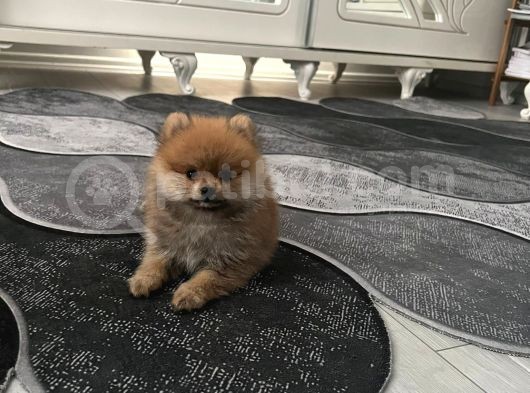 Teacup Orjinal Pomeranian Boo Bebeğim