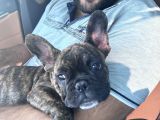 A Kalite Mikro French Bulldog Her Şeyi Ile Hazır