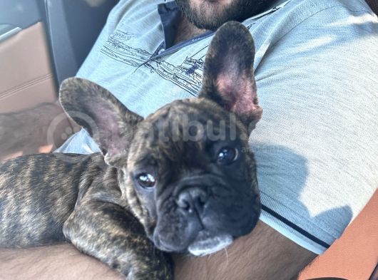 A Kalite Mikro French Bulldog Her Şeyi Ile Hazır görsel