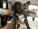 A Kalite Mikro French Bulldog Her Şeyi Ile Hazır