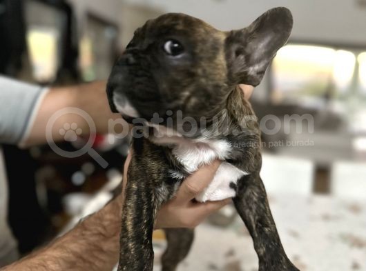 A Kalite Mikro French Bulldog Her Şeyi Ile Hazır görsel