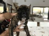 A kalite Mikro french bulldog her şeyi ile hazır